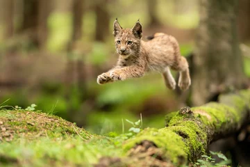 Schilderijen op glas Lynx cub jumpping from fallen mossy tree trunk. Action animal shot. Frozen jump. © Stanislav Duben