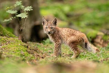 Lynx cub in a forest grass. Lynx lynx. Wildlife animal in natural behaviour.