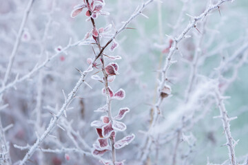 Fototapeta na wymiar Frozen red barberry leaves and spikes