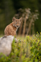 Small lync cub sitting on the ground with beautiful grass and blueberry surroundings