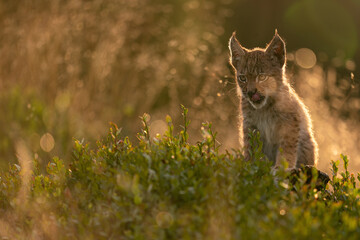Licking baby lynx in tall grass in the golden light of the setting sun. Lusty kitten lynx - obrazy, fototapety, plakaty