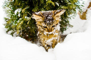 Beautiful kitten in the snow under the Christmas tree