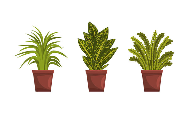 Different House Plants Collection, Potted Tropical Plants for Interior Home or Office Decor Flat Vector Illustration
