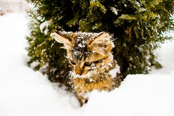Beautiful kitten in the snow under the Christmas tree