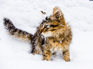 Beautiful kitten in the snow