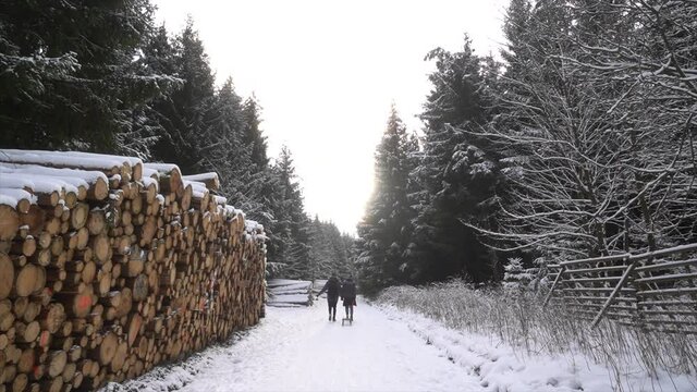 Beautiful scenery of a forest with a lot of fir trees covered in snow on a cold winter day. Hiking in Brocken, Harz, Germany in 4K