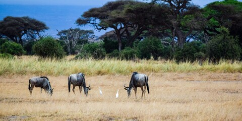Obraz na płótnie Canvas flock of wildebeest in the amboseli national park