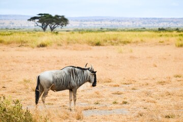 Fototapeta premium portrait of wildebeest in the amboseli national park