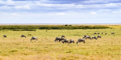Fototapeta na wymiar flock of wildebeest in the amboseli national park
