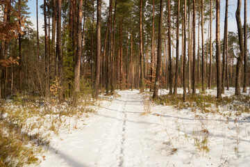 leśna zimowa ścieżka © Marcin Łazarczyk
