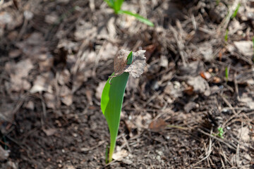 Green tulip leaf raised dry birch leaf