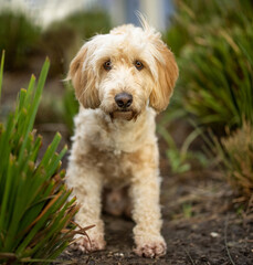 Cockapoo on grass