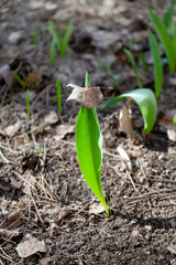 Green tulip leaf raised dry birch leaf