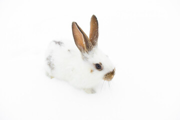 white rabbit with dark ears