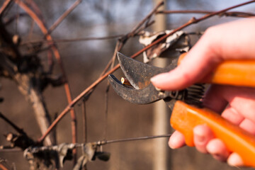 Spring pruning of grapes, close-up of hands with scissors cutting branches. Grapes. Hobby, gardening, agriculture concept. 