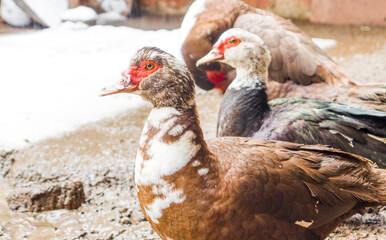 duck  in winter time