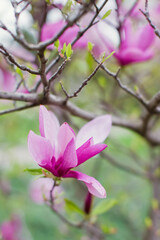 Fototapeta na wymiar Blossom magnolia tree with pink flowers