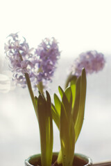Fototapeta premium Blue hyacinth flowers at sunlight