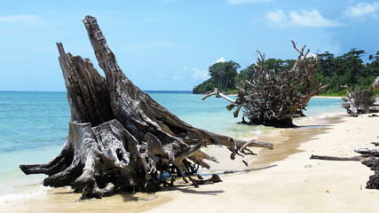 Driftwood on a tropical beach with blue sky and turquoise water in Port Blair, Andaman and Nicobar...