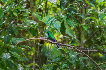 Beatiful Hummingbird, colibri sitting on a branch in Costa Rica. Central America.