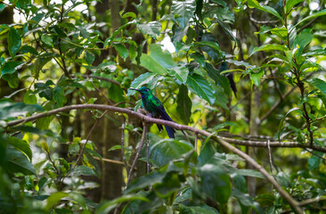 Beatiful Hummingbird, colibri sitting on a branch in Costa Rica. Central America.
