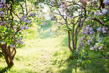 Lilac garden at sunlight