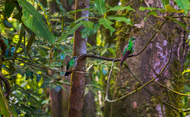 Beatiful Hummingbird, colibri sitting on a branch in Costa Rica. Central America.