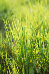Green grass close up at sunlight