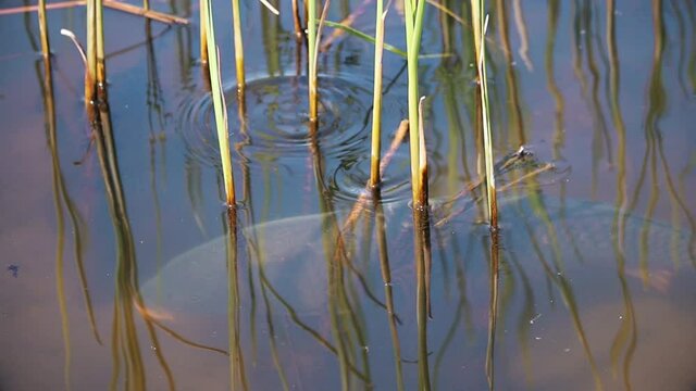 large wild carp swims slowly in clear water
