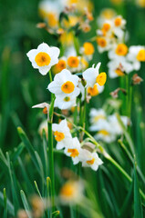 Fototapeta premium 水仙の花