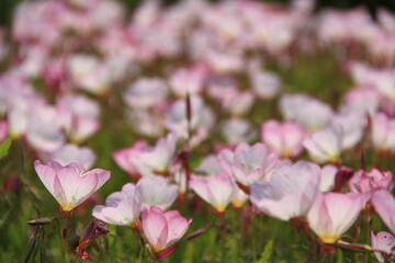 ピンクの昼咲月見草