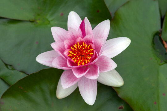 Water lily a summer flowering plant with pink summertime flower from June until September and commonly known as nymphaea, stock photo image