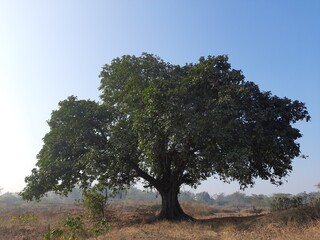 Giant banyan tree. Tree of Life, Amazing Banyan Tree. A banyan, also spelled"banian''is a fig that begins its life as an epiphyte a plant that grows on another plant.Indian banyan, which is the nation