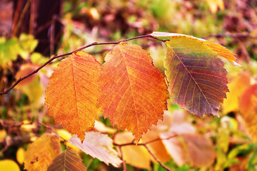 Colorful leaves on the branch in the autumn forest