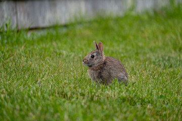 rabbit in the grass