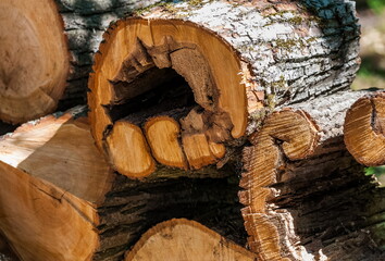 The ends of a sawn tree trunk close up in summer