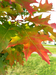 Fototapeta premium Canadian oak with reddened autumn leaves in the park