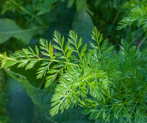Carrot leaves in the morning closeup