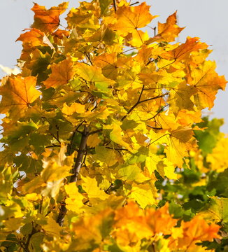 Yellow leaves of canadian maple on the branches against the gray autumn sky