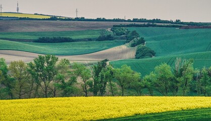 wiosenny krajobraz wzgórz w południowych Morawach, pora kwitnienia rzepaku, pochmurna wiosenna...