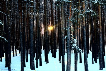 Зимнее утро в лесу "Winter morning in the forest"
