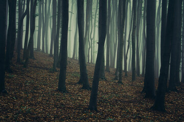 fog in the woods, mysterious dark landscape