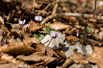 cyclamen forest flower