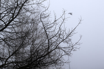 fog and bare tree branches
