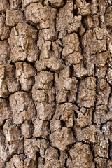 tree bark