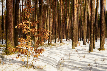 leśna zimowa ścieżka