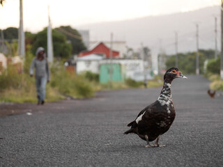 Soft focus on domestic muscovy duck on the street of Moroni. Grand Comoros island.