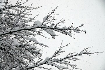Tree branches in the forest filled with fresh snow after a heavy snowfall. Frozen trees in the forest. 
