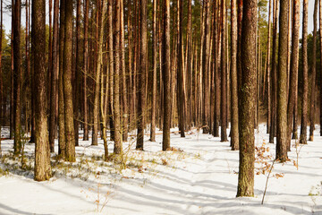 leśna zimowa ścieżka © Marcin Łazarczyk