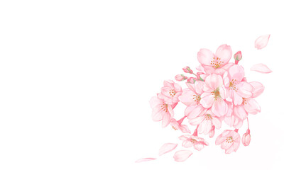 桜と桜の花びら